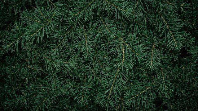Close-up of green pine tree branches, dense foliage. Nature and coniferous forest. The greenery of pine trees.
