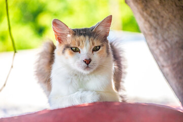 Fototapete bei efototapeten.de bestellen   