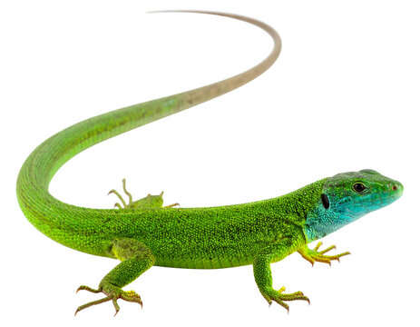Green Lizard in Crawling Pose Facing Forward, High-Resolution Wildlife PNG