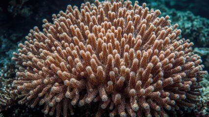 Obraz premium Coral colony under the sea, showcasing intricate branching structure and color. Marine life and underwater ecosystems. The concept of coral reefs and ocean biodiversity