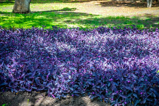 Tradescantia pallida, purpurina, purple flower in public garden in queretaro 