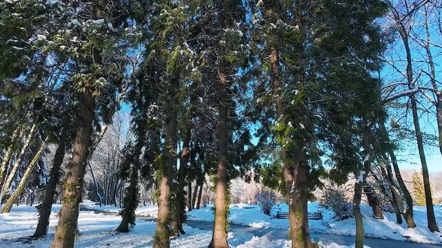 Trunks and branches of a Thuja occidentalis tree covered in snow in a park in winter.