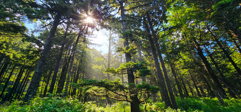 Light Beams in Oregon Forest