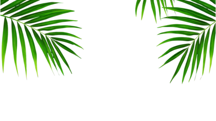 Green palm leaves against a black background isolated on transparent background