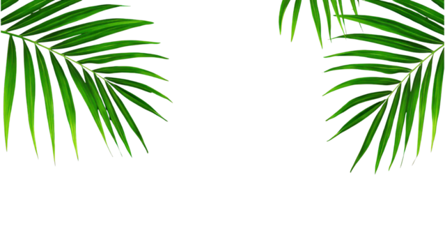 Green palm leaves against a black background isolated on transparent background - Powered by Adobe