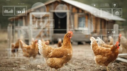 Smart farming concept with chickens and data visualization overlay - Powered by Adobe