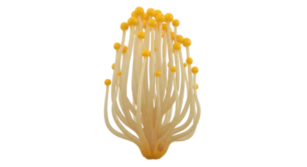 Golden needle mushroom PNG isolated on transparent background, enokitake or seafood mushroom for Asian cuisine and healthy eating