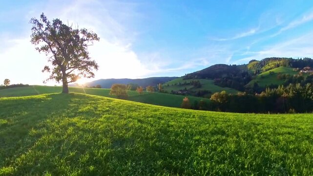 Idyllische Mittelgebirgslandschaft mit majest&auml;tischem gro&szlig;en Baum und sanften H&uuml;geln im Sonnenaufgang, perfekte Kulisse f&uuml;r beruhigende Momente, Freizeitaktivit&auml;ten und Naturprojekte, Schwarzwald
