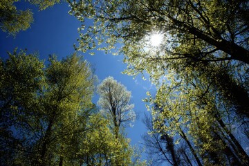 Obraz premium Vibrant Spring Landscape: Young Green Trees Reaching for a Blue Sky with Sunlit Glimmers