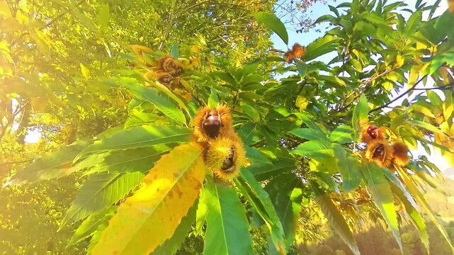 Wundersch&ouml;ne Kastanienfr&uuml;chten an herbstlichem Kastanienbaum mit leuchtenden gr&uuml;nen Bl&auml;ttern und gl&auml;nzenden Kastanienfr&uuml;chten, umgeben von sanftem goldenen Sonnenlicht, Maronen, Esskastanien