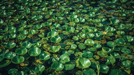 A dense cluster of green water lilies floating on a pond surface.