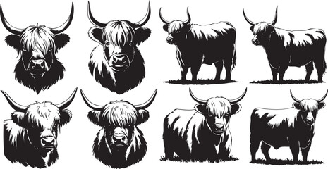 Monochrome Highland cattle collection in different views and positions illustration