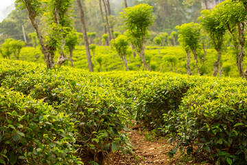 A close-up of fresh tea leaves on a plantation. Industrial tea cultivation in Sri Lanka. Close-up of tea bushes.