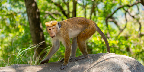 A macaque monkey sits on the ground in the jungle. Wildlife scene with wild animals.