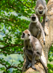 Gray hanuman langurs on a tree. Monkeys in the wild in the jungles of Sri Lanka. Troop of monkeys on trees. Wildlife scene with wild animals.
