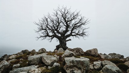 A solitary, leafless tree perched atop rocky terrain with a cloudy sky background.