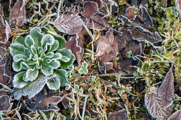 Frozen grass and leaves
