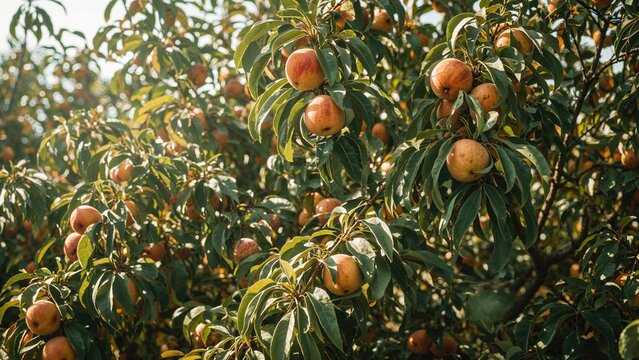 Peach tree with ripe peaches hanging among green leaves, showing lush foliage and fruit.
