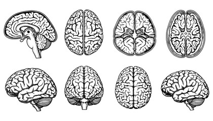 Detailed anatomical brain illustrations in cross section and side view