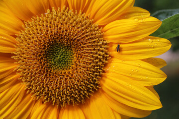 Common sunflower - Helianthus annuus