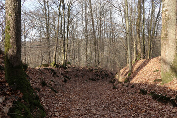Forest near Chevreuse - Yvelines - Ile-de-France - France