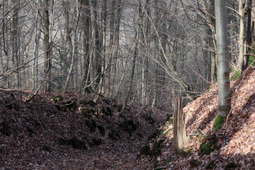 Forest near Chevreuse - Yvelines - Ile-de-France - France