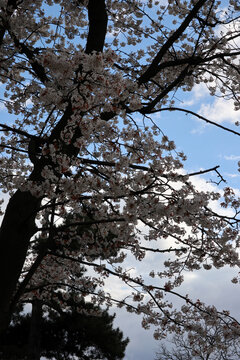 Prunus avium - Wild cherry - Sweet cherry - Gean