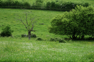 Countryside view - Bergeserrin - Sa&ocirc;ne-et-Loire - Bourgogne-Franche-Comt&eacute; - France