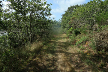 Forest walk around Azé -  Haut-Mâconnais - Saône-et-Loire - Bourgogne-Franche-Comté - France