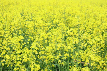 Field of Rapeseed in bloom - Brassica napus subsp. napus