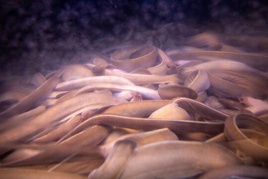 Hagfish - Food market  - Seoul - South Korea