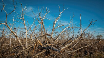 Fallen tree and dry branches in a barren landscape under a clear blue sky.