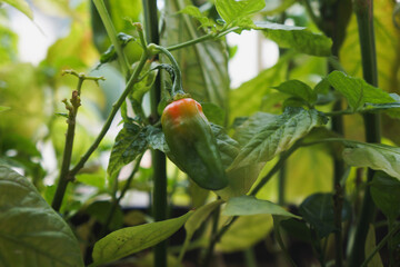 Vibrant and fresh close-up of a green and orange pepper in the garden