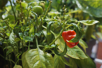 Vibrant red pepper growing on a plant in sunlight