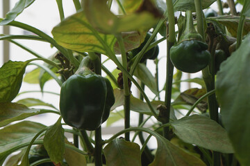 Close-up of a pepper plant with developing green fruit