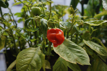 Vibrant red pepper surrounded by green leaves growing on a bush in the foreground