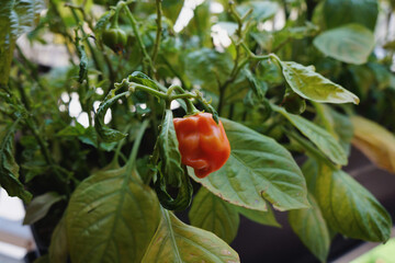 Close-up of a ripe orange pepper on a garden plant