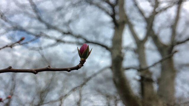 Close-up of a budding flower on a tree branch with blurred background of trees and sky. Nature and plant growth, spring, and new beginnings. The concept of growth and renewal.