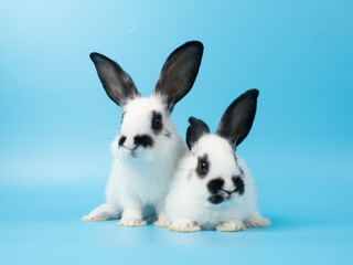 Adorable black and white baby rabbits (kitens) with piebald markings pose on a pastel blue studio background. High-quality portrait of two cute, young, white and black bunnies.
