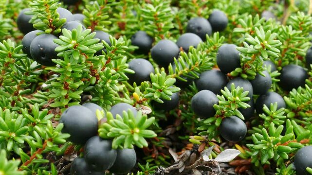 A needle-like crowberry bush with black ripe berries in the polar tundra on an autumn day.
