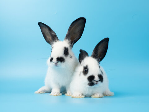 Adorable black and white baby rabbits (kitens) with piebald markings pose on a pastel blue studio background. High-quality portrait of two cute, young, white and black bunnies.