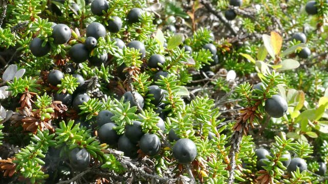 A needle-like crowberry bush with black ripe berries in the polar tundra on an autumn day.