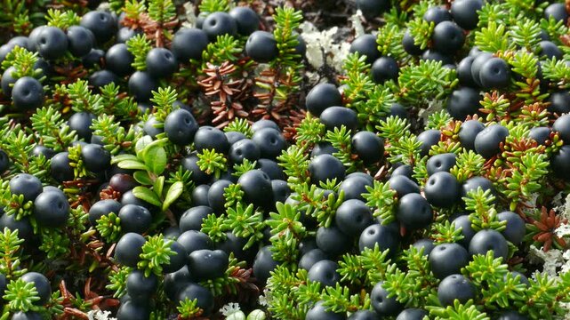 A needle-like crowberry bush with black ripe berries in the polar tundra on an autumn day.