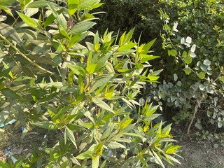 Green leaves of a tree