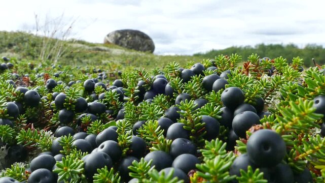A needle-like crowberry bush with black ripe berries in the polar tundra on an autumn day.