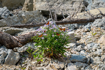 Purple Wildflowers with Orange Butterflies Bloom among Rocks and Fallen Trees on Anticosti Island, Quebec, Canada