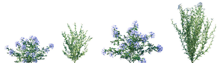Fototapeta premium Set of Plumbago auriculata and Romneya coulteri flowering frontal isolated png on a transparent background perfectly cutout high resolution