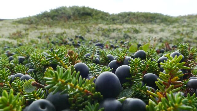 A needle-like crowberry bush with black ripe berries in the polar tundra on an autumn day.