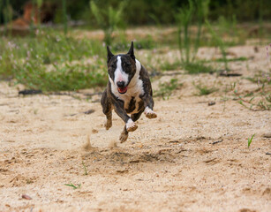 Mini bull terrier running through the sand