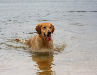 Golden retriever dog in the lake